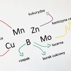 Schemat pokazuje, jak mikroelementy (Mn, Zn, Cu, B, Mo) wpływają na rozwój roślin: pszenicy, kukurydzy, koniczyny czerwonej, rzepaku, lucerny i buraka cukrowego.