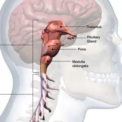 Anatomical illustration of the human brainstem, pons, medulla oblongata, pituitary gland, thalamus, and spinal cord.