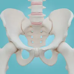 Anatomical model of the human pelvis, showing the miednica mniejsza, sacrum, and hip joints.