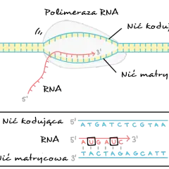 Proces transkrypcji: polimeraza RNA tworzy nić RNA na matrycy DNA. Sekwencja DNA: ATGATCTCGTAA.
