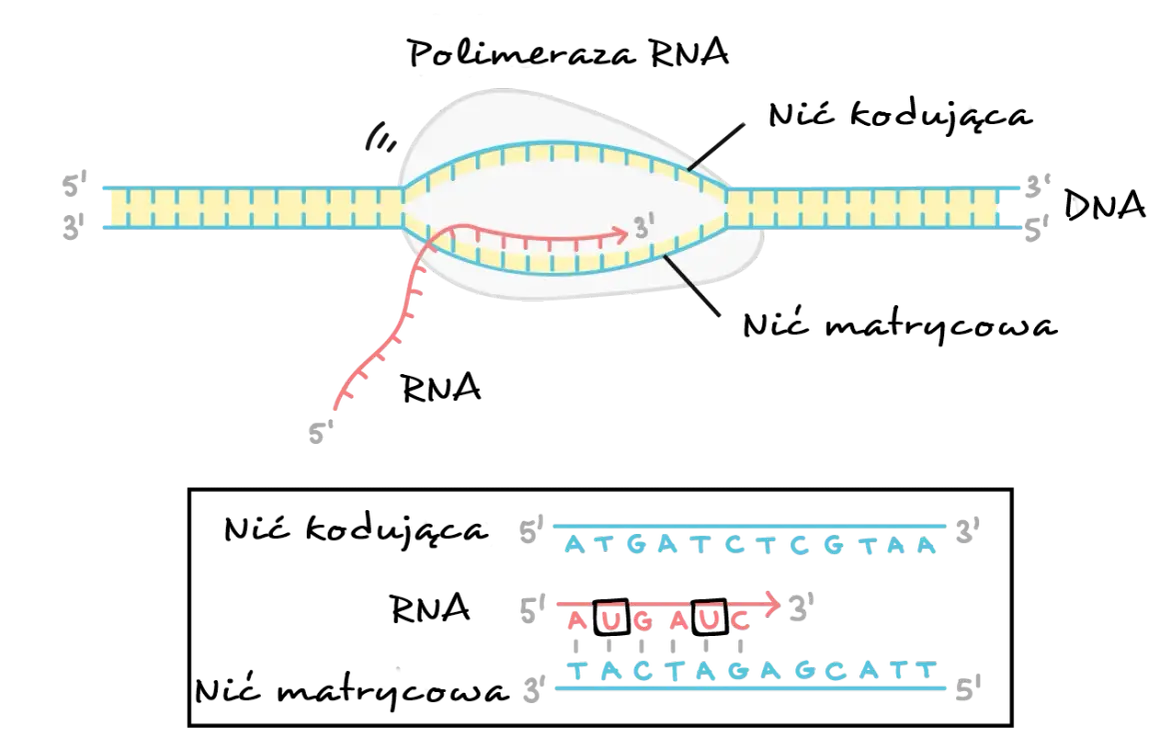 Proces transkrypcji: polimeraza RNA tworzy nić RNA na matrycy DNA. Sekwencja DNA: ATGATCTCGTAA.
