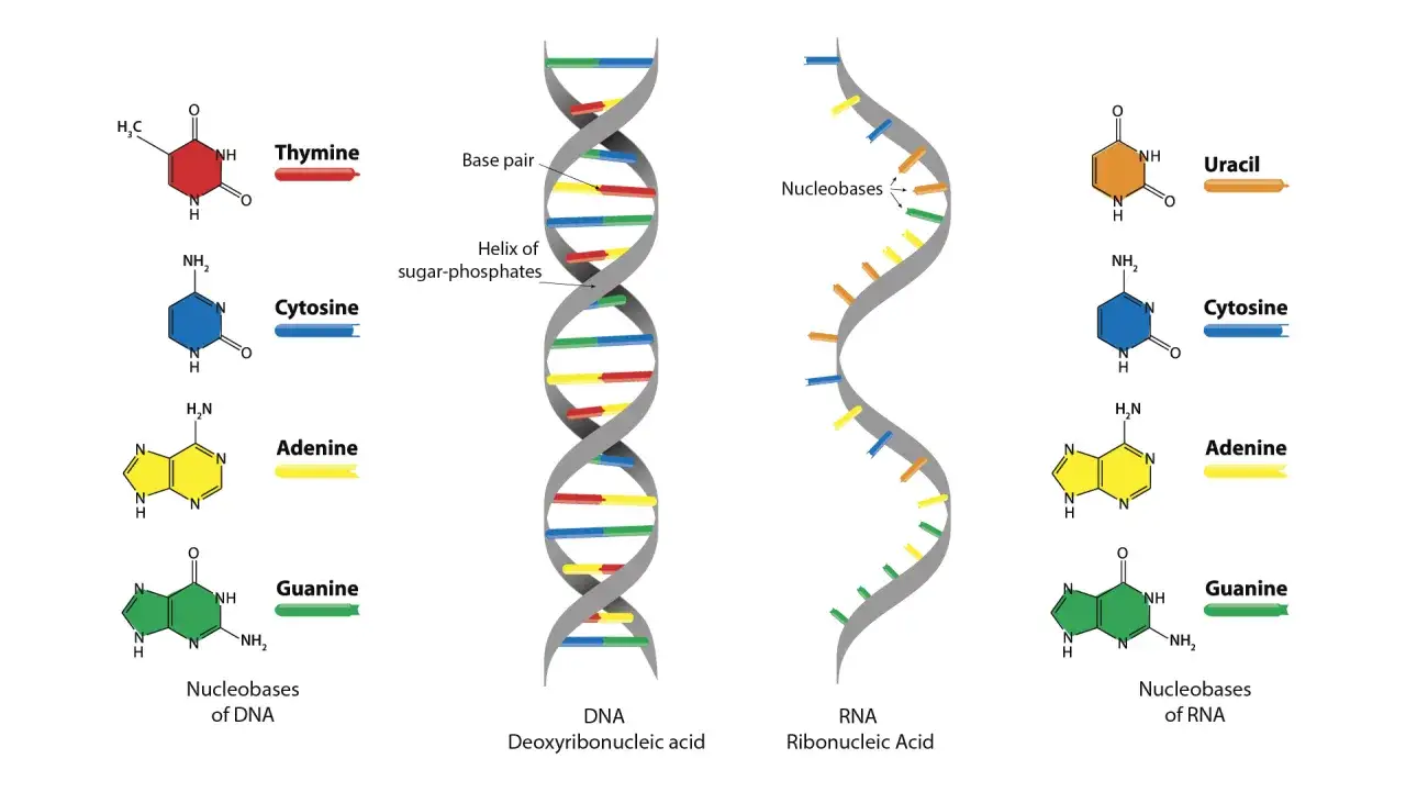 Schemat porównuje strukturę DNA i RNA, pokazując ich zasady azotowe: adeninę, guaninę, cytozynę, tyminę (w DNA) i uracyl (w RNA).