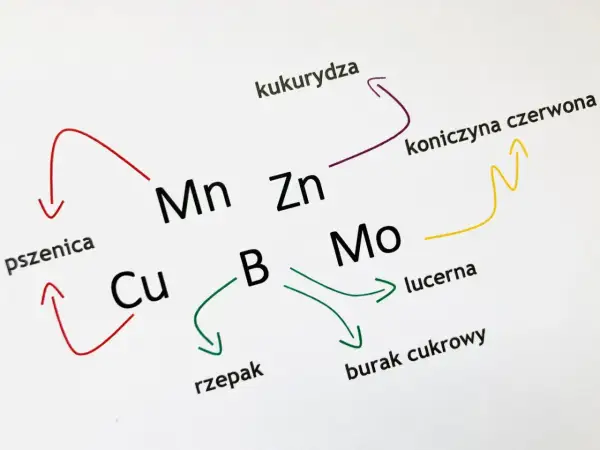 Schemat pokazuje, jak mikroelementy (Mn, Zn, Cu, B, Mo) wpływają na rozwój roślin: pszenicy, kukurydzy, koniczyny czerwonej, rzepaku, lucerny i buraka cukrowego.