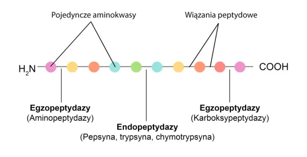 Schemat rozpadu białka. Pepsyna, jako endopeptydaza, rozcina wiązania peptydowe wewnątrz łańcucha aminokwasów.