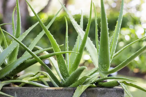 Gęsty, zielony **aloes** w kamiennej donicy, z rozmyłym tłem pełnym zieleni i światła.