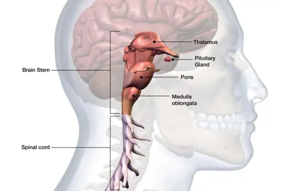 Anatomical illustration of the human brainstem, pons, medulla oblongata, pituitary gland, thalamus, and spinal cord.