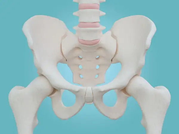 Anatomical model of the human pelvis, showing the miednica mniejsza, sacrum, and hip joints.