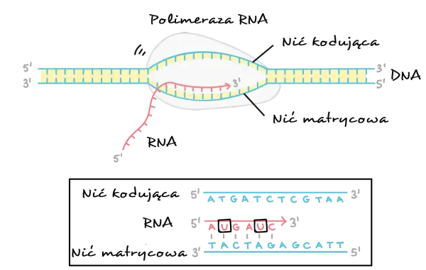 Proces transkrypcji: polimeraza RNA tworzy nić RNA na matrycy DNA. Sekwencja DNA: ATGATCTCGTAA.